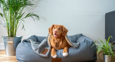 What Happens To Pets When You Separate